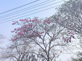 树花风景