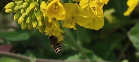 油菜花