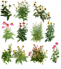 草丛 灌木 花 地被图片