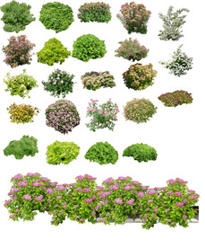 草丛 灌木 花 地被图片