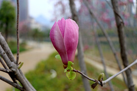 玉兰花