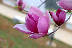 玉兰花