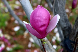 玉兰花