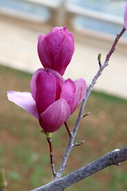 玉兰花