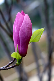 玉兰花