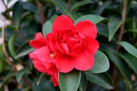 茶花