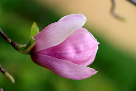 玉兰花