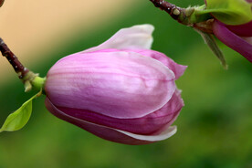 玉兰花