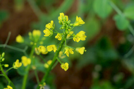 黄菜花