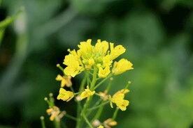 黄菜花