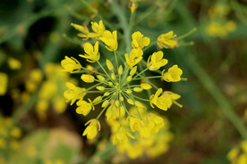 黄菜花
