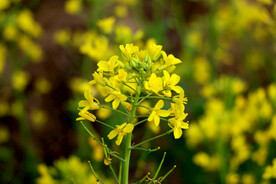 黄菜花