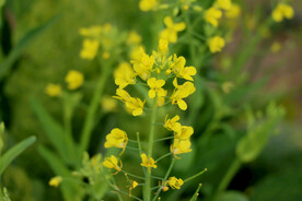黄菜花