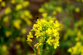 黄菜花