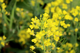黄菜花