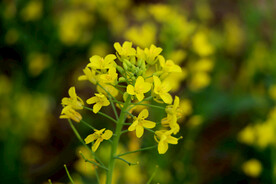 油菜花