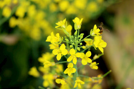 油菜花