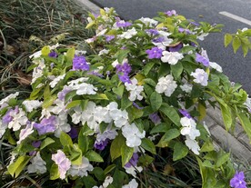 双色茉莉花