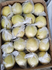 鸭梨
