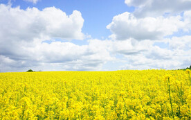 蓝天下的油菜花海