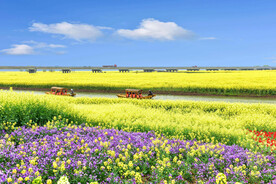 蓝天下的油菜花海