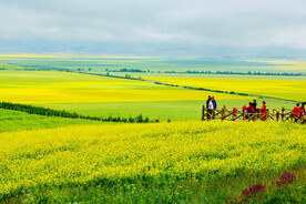 美丽的油菜花摄影图