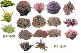 草丛 灌木 花 地被图片