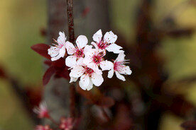 梅花