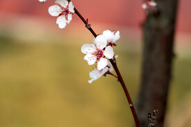 梅花