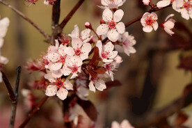 梅花