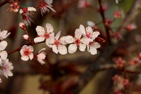 梅花