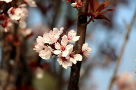 梅花