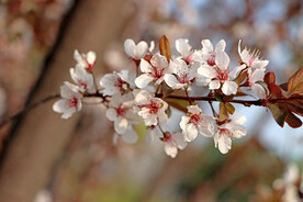 梅花