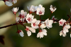 梅花