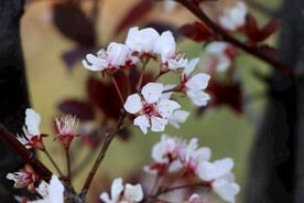 梅花