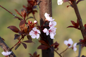 梅花