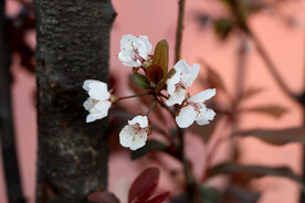 梅花