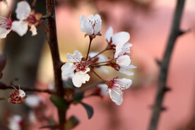 梅花