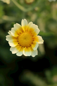 茼蒿花