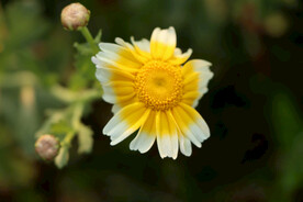 茼蒿花