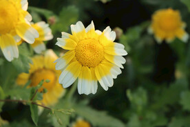 茼蒿花
