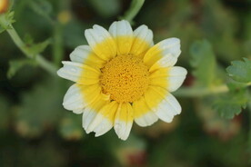 茼蒿花