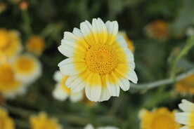 茼蒿花