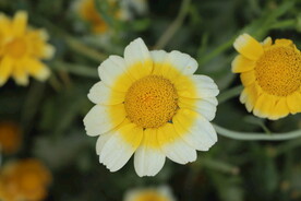 茼蒿花