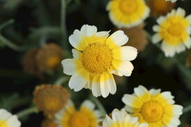 茼蒿花