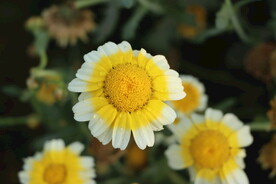 茼蒿花