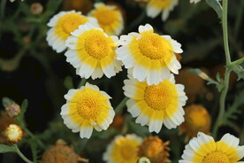 茼蒿花