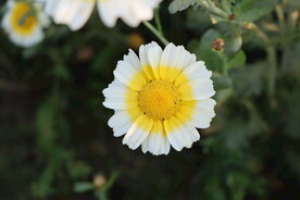 茼蒿花
