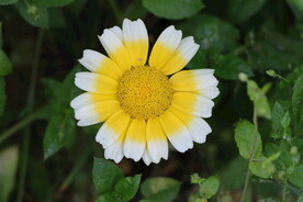 茼蒿花