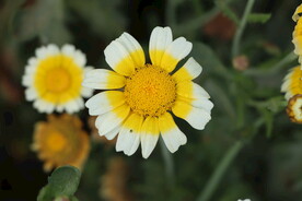 茼蒿花